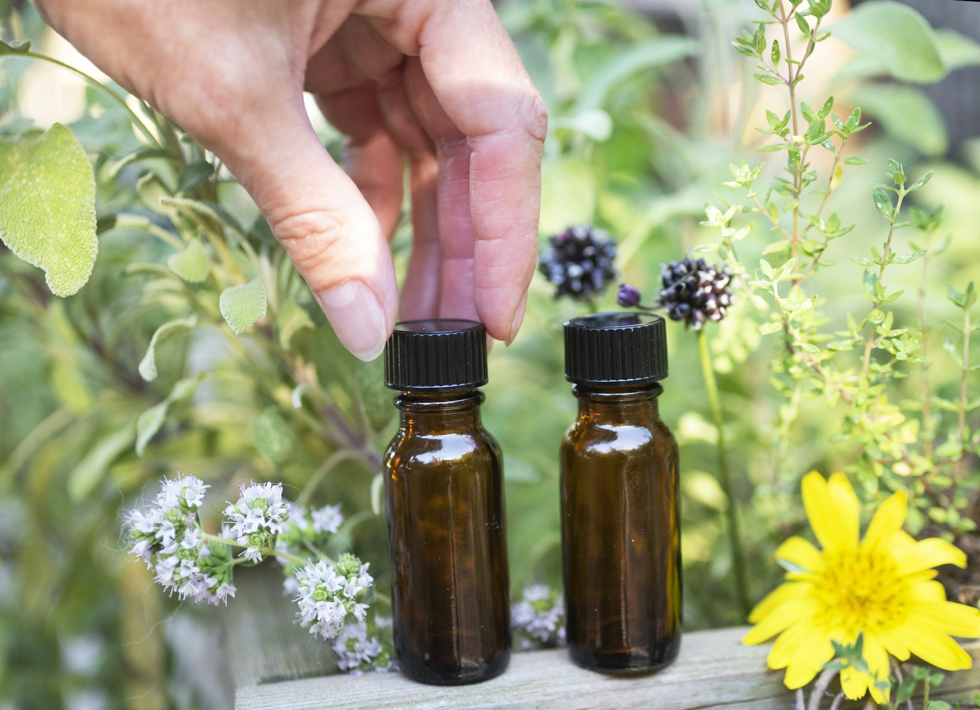 essential oils and plants